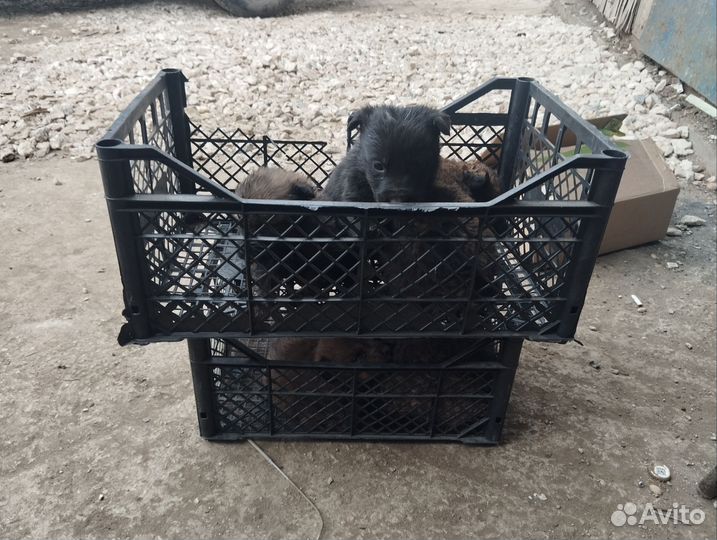 Щенки в дар