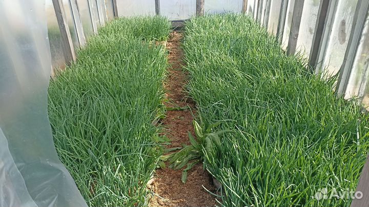 Лук зеленый