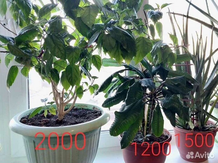 Комнатные растения