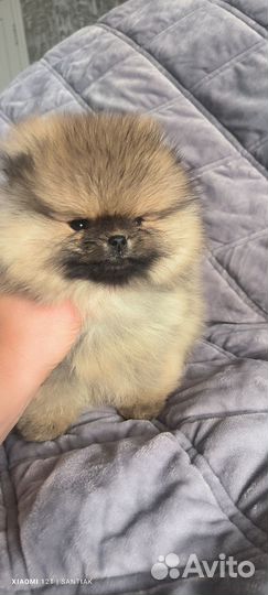 Померанский шпиц