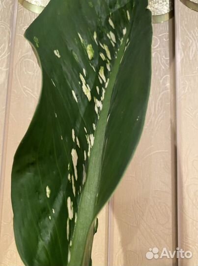 Диффенбахия» Шкура дракона»
