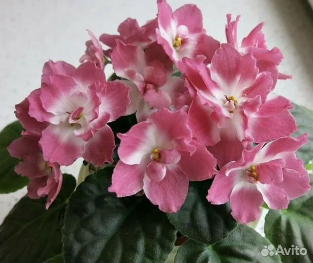 Детки сортовых фиалок
