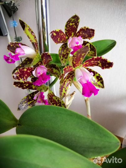 Орхидея каттлея