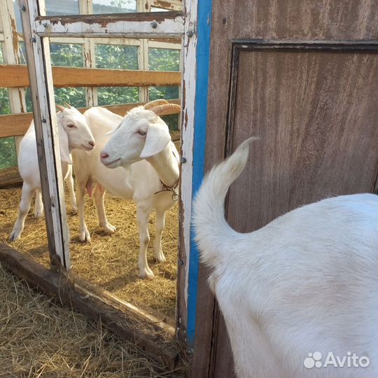 Козы дойные