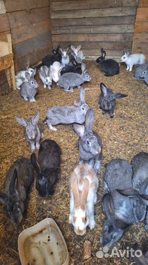 Продам кроликов цена договорная