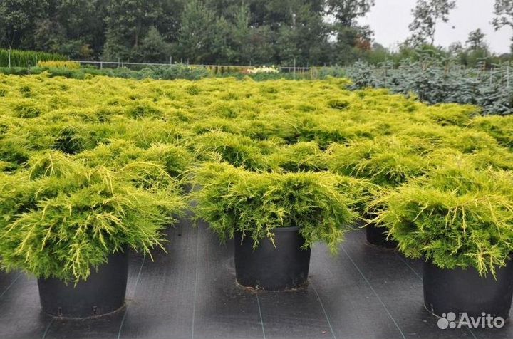 Можжевельник Олд Голд саженцы из питомника