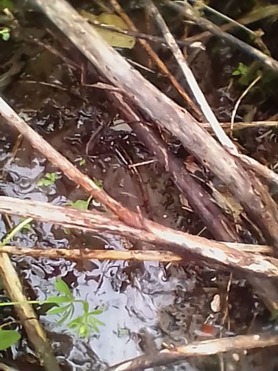 Участок 8,2 га (СНТ, ДНП)