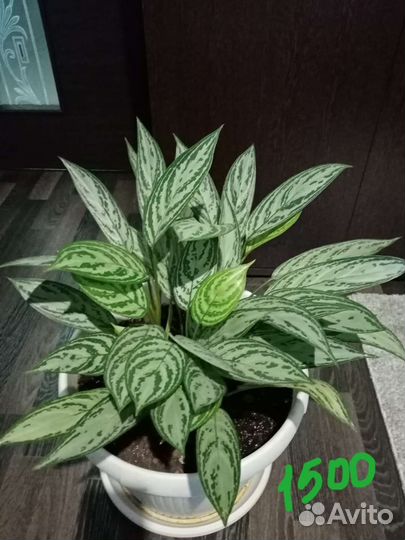 Комнатные цветы