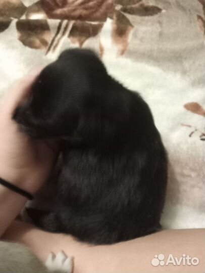 Щенки в добрые руки