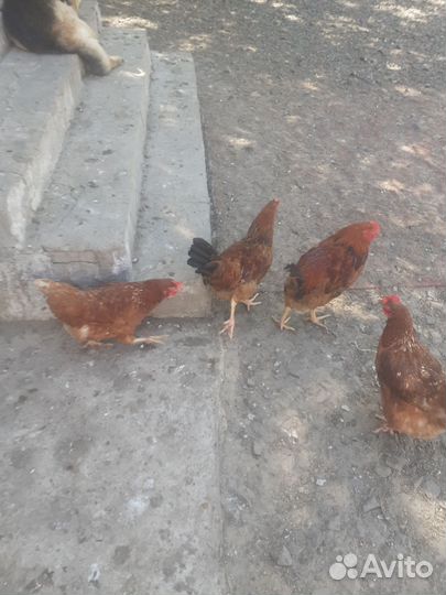 Петухи