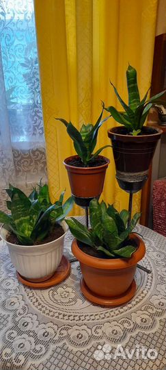 Щучий хвост