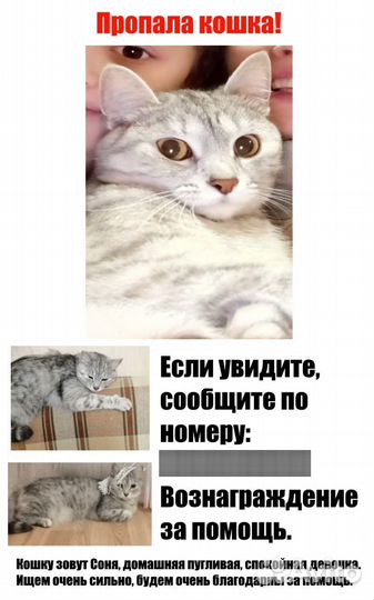 Потерялась кошечка