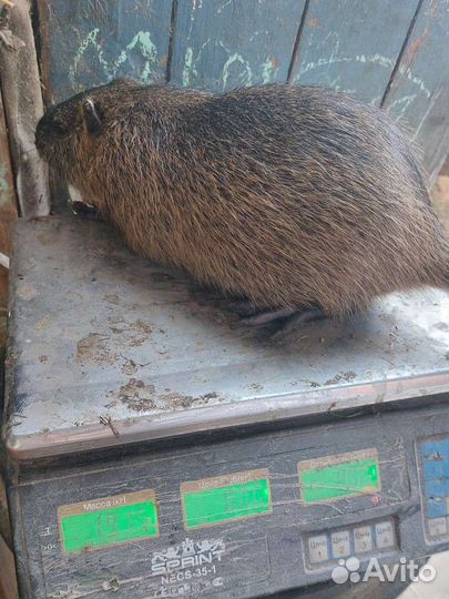 Нутрии, нутрята щенки