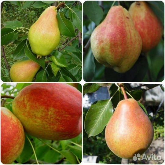 Яблони/Груши/Сливы/Вишни/Алыча/Абрикос/Черешня