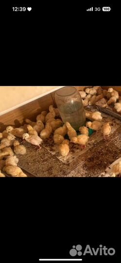 Техасский перепел