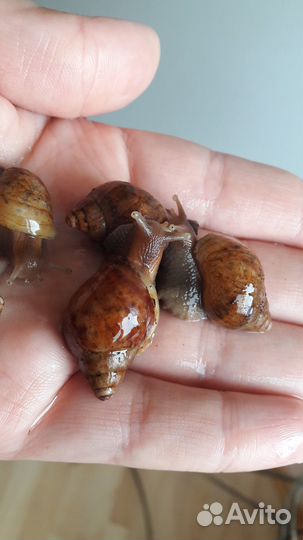 Улитки Ахатины