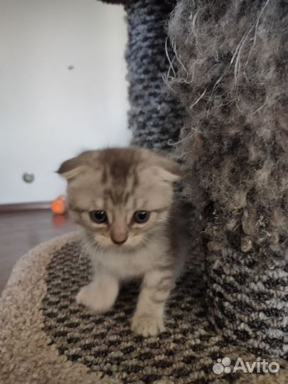 Котята в добрые руки бесплатно мальчик