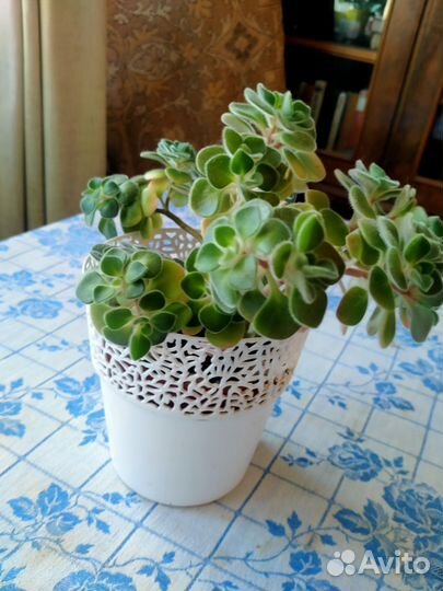 Аихризон-Дерево счастья