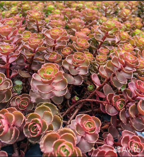 Очиток Кровь Дракона Седум