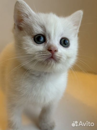 Британские котята