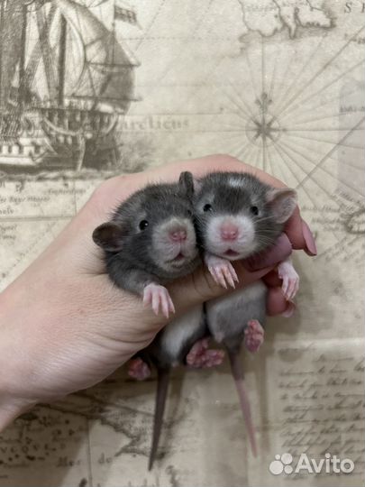 Ручные Крысята редкие Devil