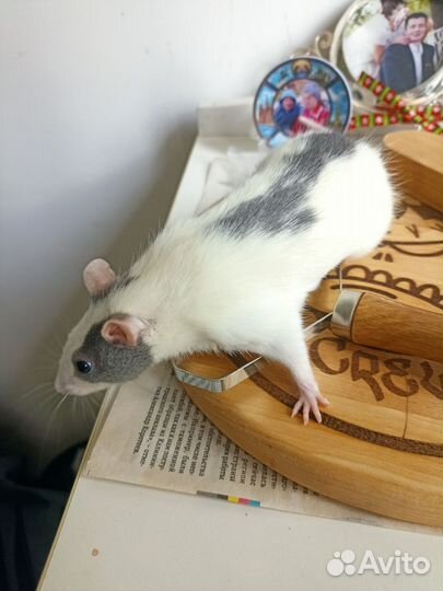 Стильный крыс и его жена