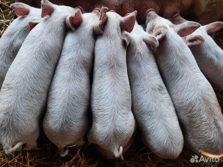 Поросята