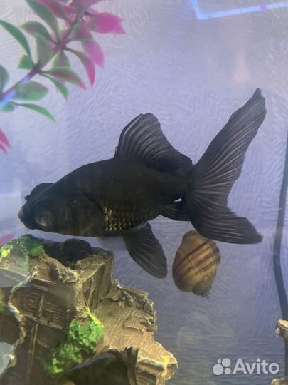 Аквариумные рыбки телескоп