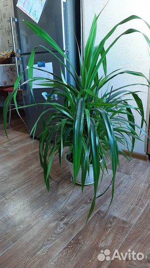 Пальма панданус