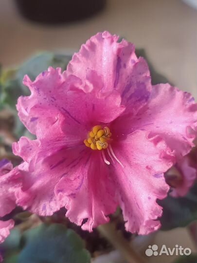 Сортовые фиалки