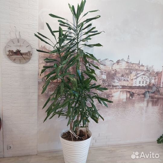 Пальма драцена