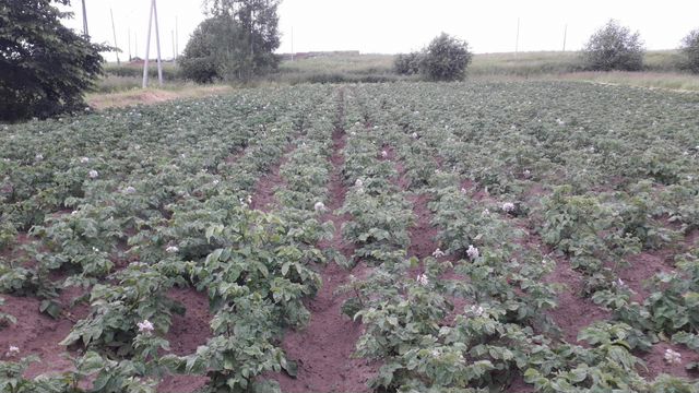 Участок 15 сот. (ИЖС)