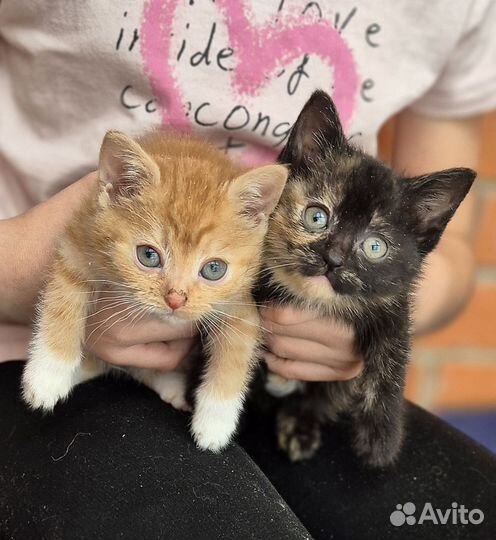 Котята в добрые руки приучены к лотку