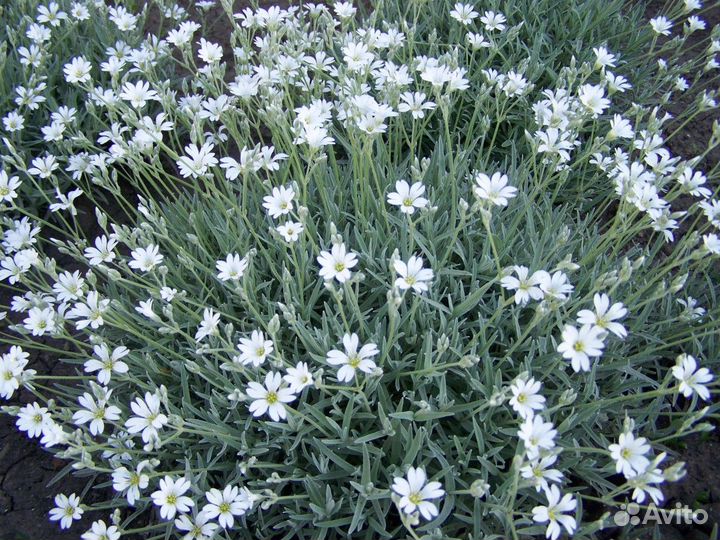 Многолетние растения для сада