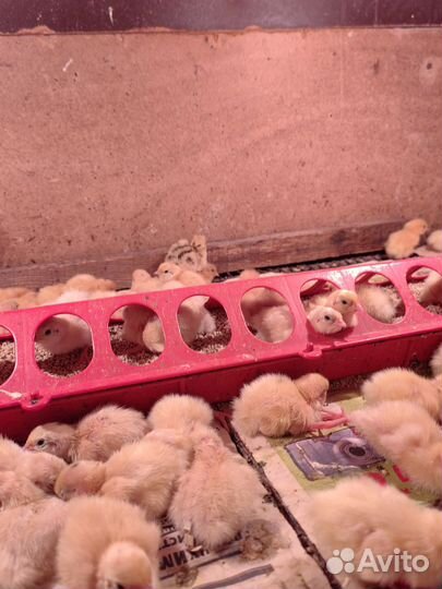 Перепелята суточные