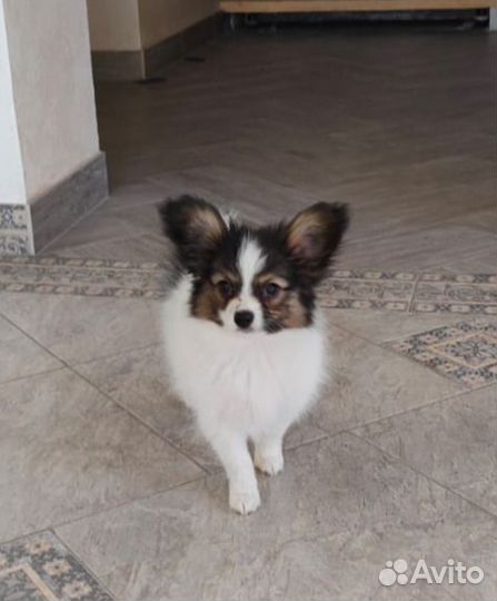 Щенки папийона