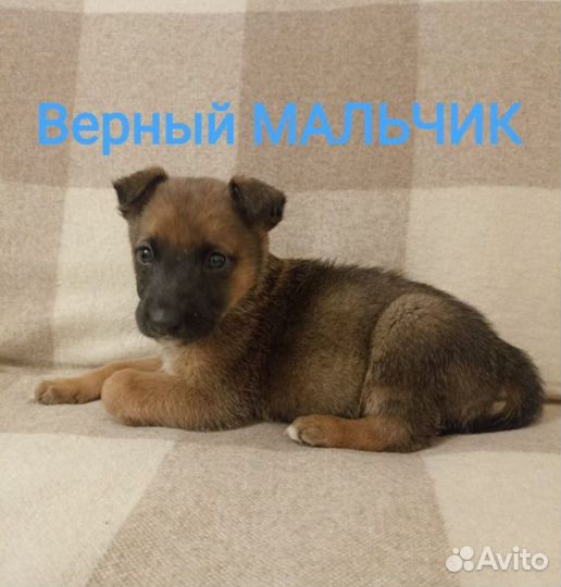 Щеночки в добрые ручки