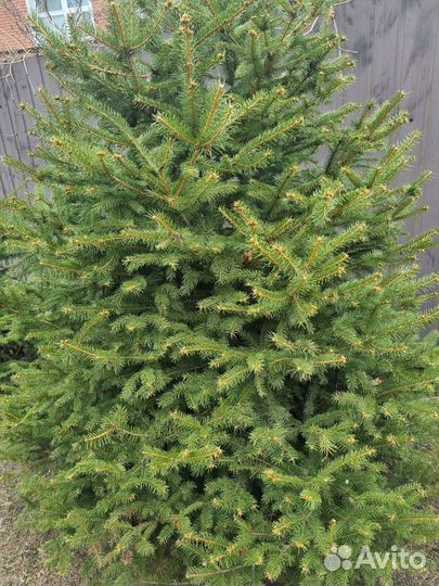 Ель сибирская