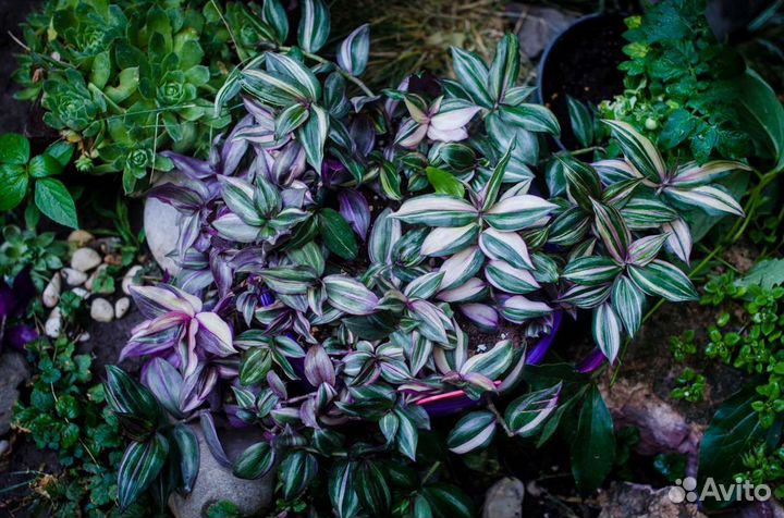 Традесканции, коммелиновые