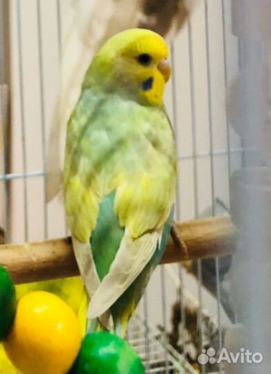 Волнистый попугай