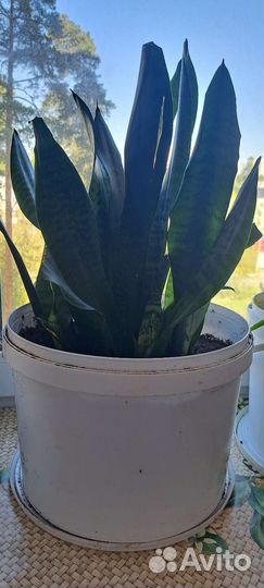 Комнатные цветы(Сансевиерия)