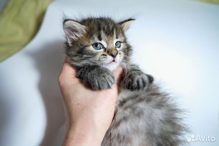 Кошка в дар бесплатно