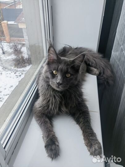 Кошка мейкун