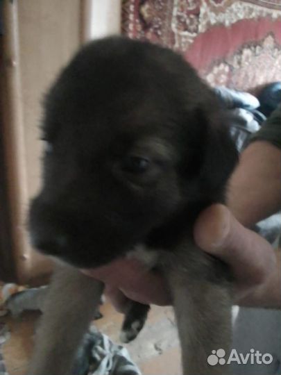 Щенки в добрые руки