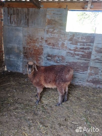 Гисарские бараны