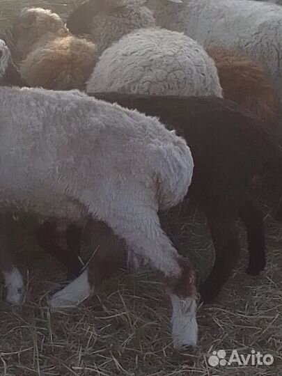 Продаются овцы, бараны