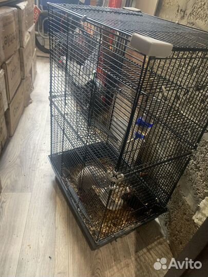 Клетка с крысами