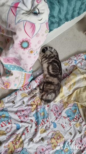 Вязка Шотландский вислоухий кот Алекс