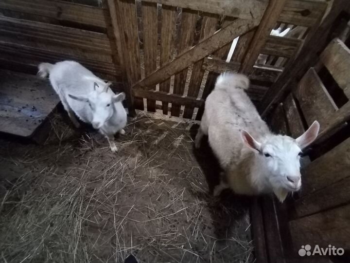 Коза и Козёл