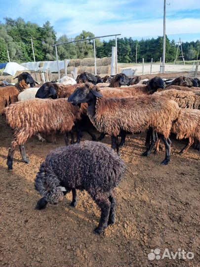 Овцы бараны ягнята оптом